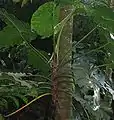 Philodendron giganteum en Guadeloupe suspendu sur un arbre