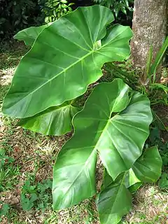 Description de l'image Philodendron_giganteum03.jpg.