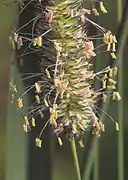 Épillets groupés en panicule spiciforme (Phleum pratense).