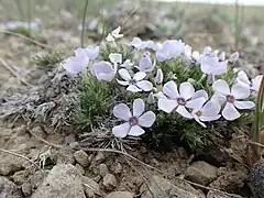 Description de l'image Phlox hoodii - spiny phlox - 52099178508.jpg.