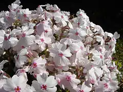 Phlox subulata 'Amazing grace'.