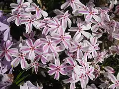 Phlox subulata 'Candy stripe'.