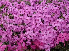 Phlox subulata 'Holly'.