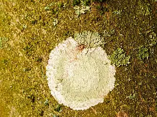 Le thalle du lichen taché de peinture blanche (en) est recouvert, à l'exception de la marge, de nombreuses soralies vertes irrégulières.