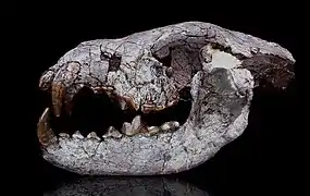 Crâne fossile de Phoberogale shareri (Hemicyonidae)