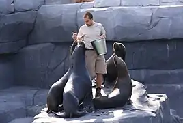 Otaries à crinière avec leur soigneur.