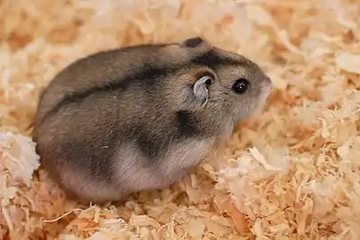 Hamster nain de Djoungarie (P. sungorus)