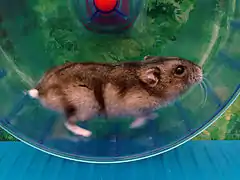 Comme d'autres rongeurs, les hamsters courent facilement dans des cages d'écureuil.