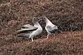 Couple d'albatros fuligineux à dos clair à Kerguelen.