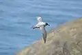 Albatros fuligineux à dos clair en vol à Kerguelen.