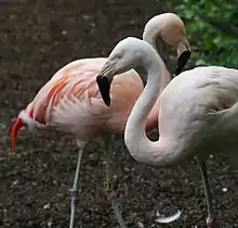 Le flamant du Chili fréquente les côtes de la péninsule (Phoenicopterus chilensis)