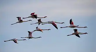 Un vol de flamants roses à Sète