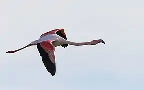 Phoenicopterus roseus