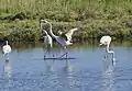 Comportement agressif lors des combats territoriaux. Lagune de Venise.