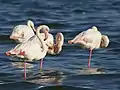 Flamant rose à Walvis Bay