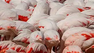 Flamants roses cherchant de la nourriture à l'étang de l'Oeil de Ca dans la réserve africaine de Sigean. Septembre 2019.