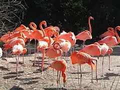 Flamants des Caraïbes