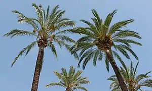 Phoenix canariensis, une Phoeniceae