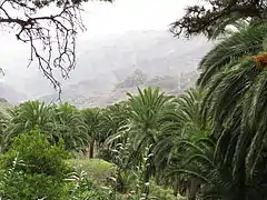 Groupe sauvage sur l'île de La Gomera.