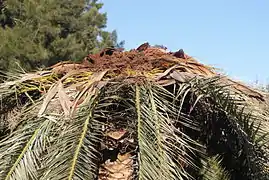 Dattier des Canaries fortement attaqué.