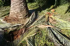 Les palmes infestées tombent du cœur de l'arbre, au sommet du stipe.