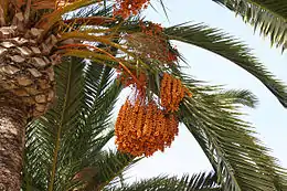 photo d'un palmier-dattier