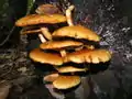 Pholiota aurivella