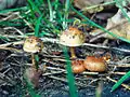 Pholiota highlandensis