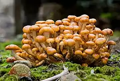 Description de l'image Pholiota malicola.jpg.