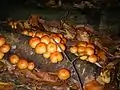 Pholiota nameko