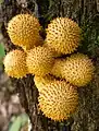 Pholiota squarrosoides dans le parc national de Shenandoah.