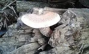 Pholiota destruens.