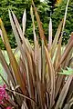 Phormium tenax