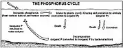 Diagramme du cycle du phosphore
