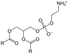 Structure d'une phosphatidyléthanolamine.