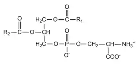 Image illustrative de l’article Phosphatidylsérine