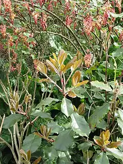 Description de l'image Photinia 'serrulata' (13620856604).jpg.