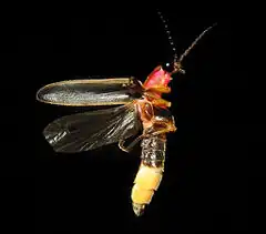 Description de l'image Photinus pyralis Firefly 3.jpg.