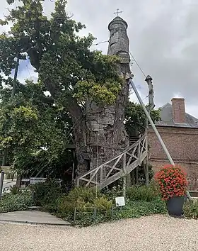 Photo du chêne pédonculé d'Allouville-Bellefosse.