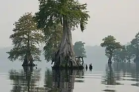 Image illustrative de l’article Grand marais lugubre