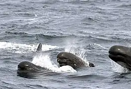 Trois globicéphales sortant la tête de l'eau.