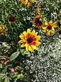 Orange Fudge, variété de Rudbeckia hirta aux fleurs jaunes, prise au Jardin des plantes de Paris.