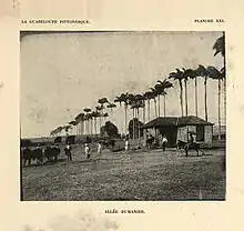Photographie de l'allée Dumanoir, plantée d'une rangée de palmiers