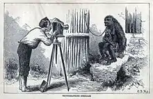 Gravure représentant un homme en chemise photographiant à la chambre un jeune gorille enchaîné.
