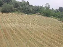 Vignoble à Caramany