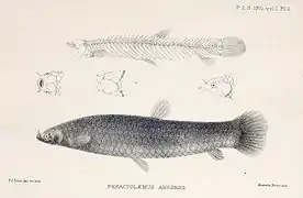 Phractolaemus ansorgii (Phractolaemidae).