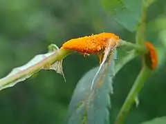 Rouille du rosier, Phragmidium mucronatum.