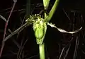 Phragmipedium boissierianum