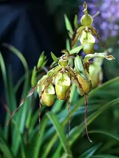 Description de l'image Phragmipedium tetzlaffianum Orchi 04.jpg.