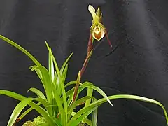 Description de l'image Phragmipedium vittatum 259.jpg.